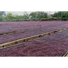 Ethiopia Natural Sidamo