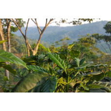 Nicaraguan