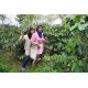 Sumatra Mandheling