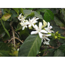 Decaf Colombia