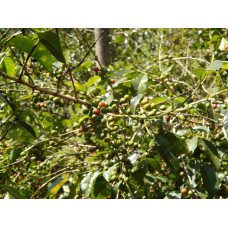 58866 Ethiopia Queen City Harrar