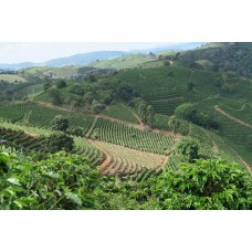 Brazil Natural Peaberry