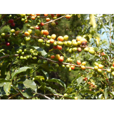 Ethiopia Washed Yirgacheffe